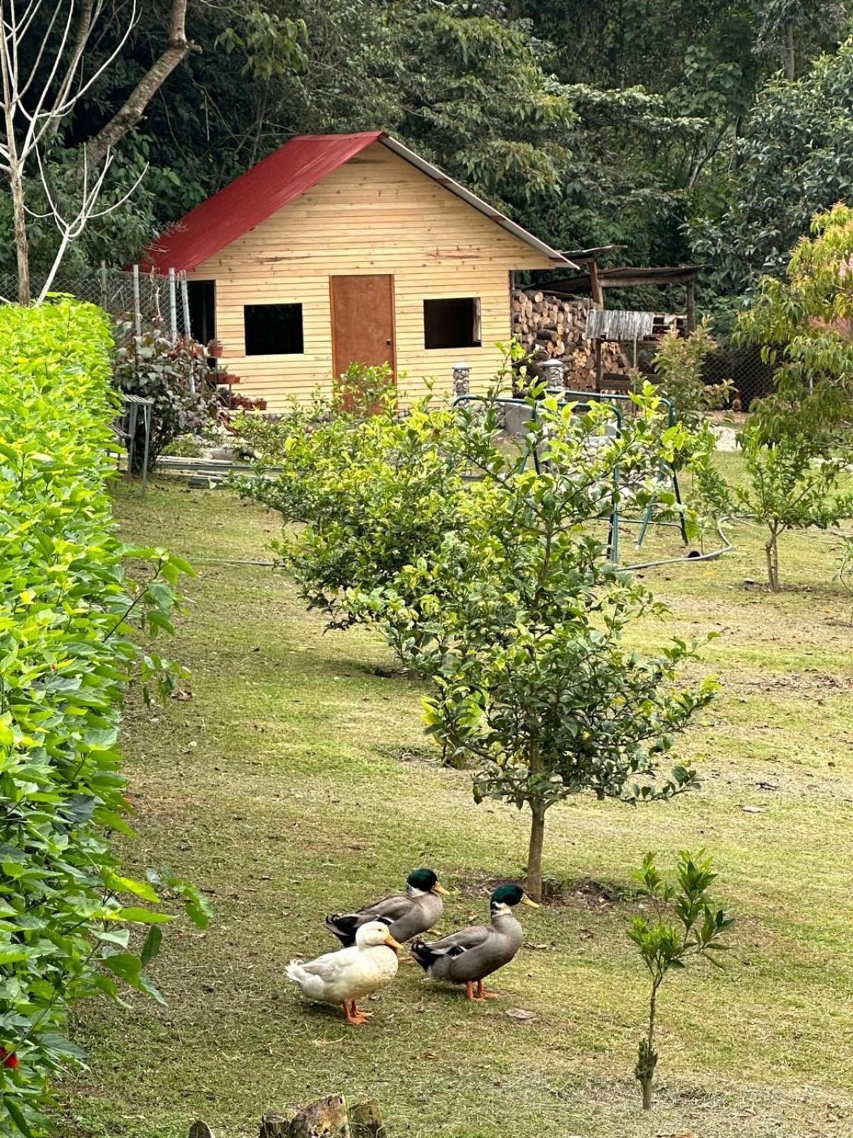 Hassinger Ranch Cabanas Oxapampa Εξωτερικό φωτογραφία